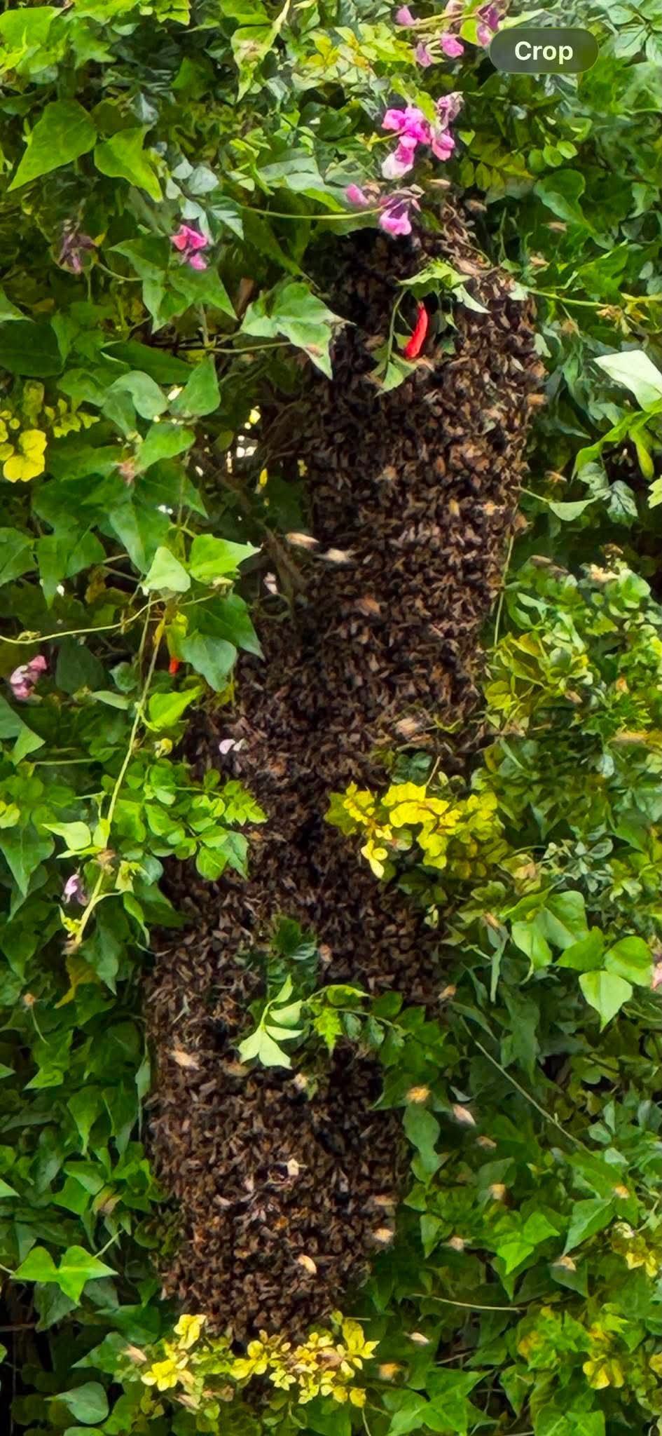 Swarm photo